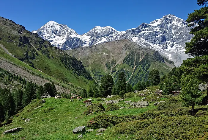 Schneebedeckte Bergspitzen Ortler, Zebru und Königsspitze