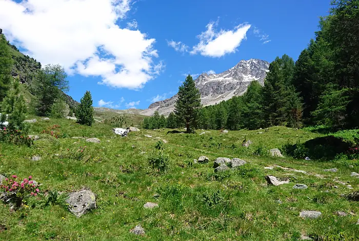 Almwiese am Waldrand im Gebirge im Sommer