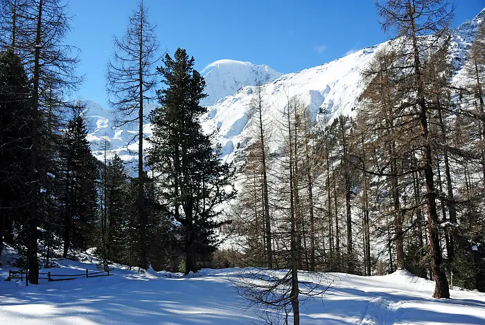 Verschneite Winterlandschaft in einem Wald in den Bergen
